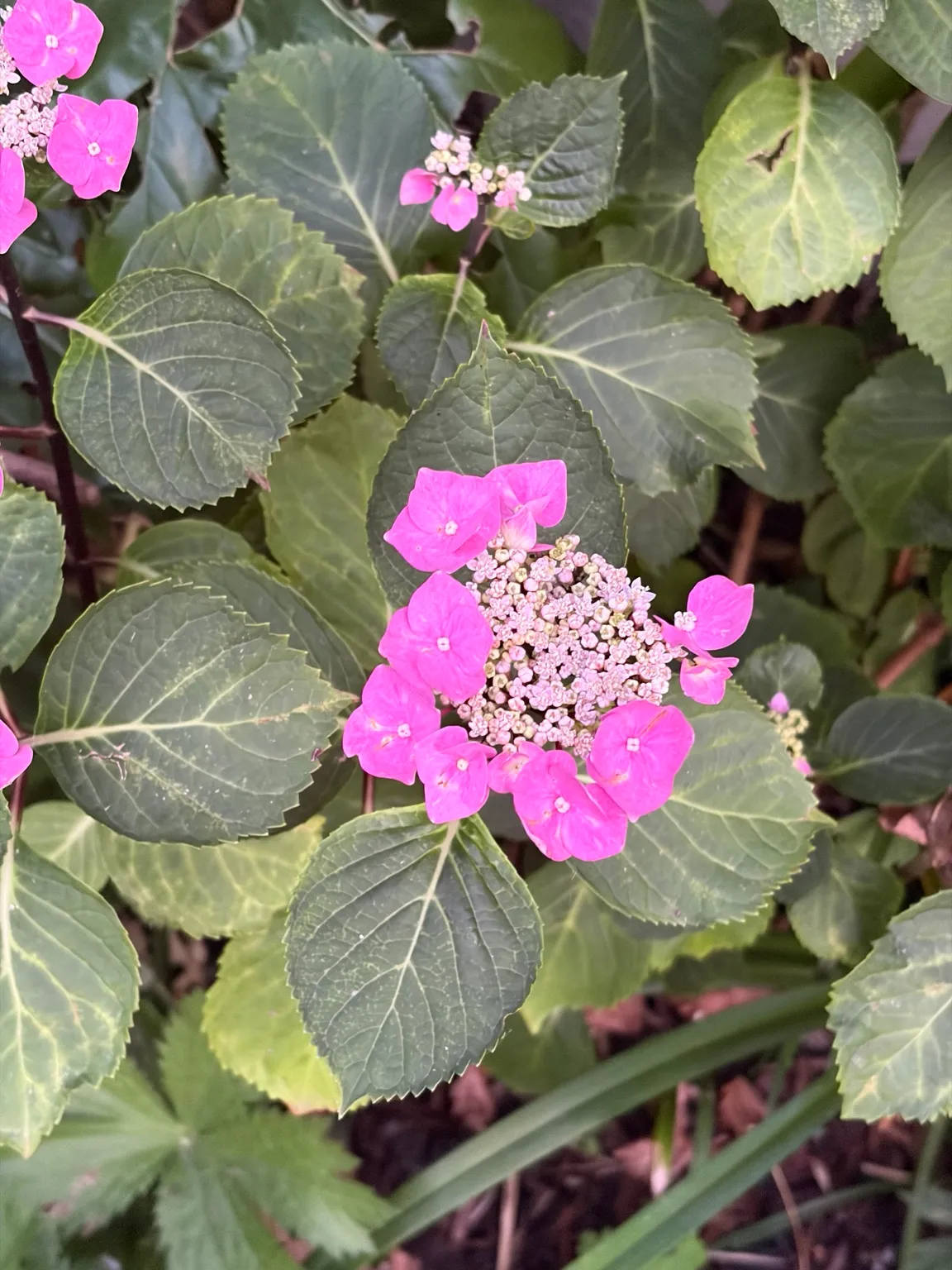 Lacecap hydrangea growing in the garden