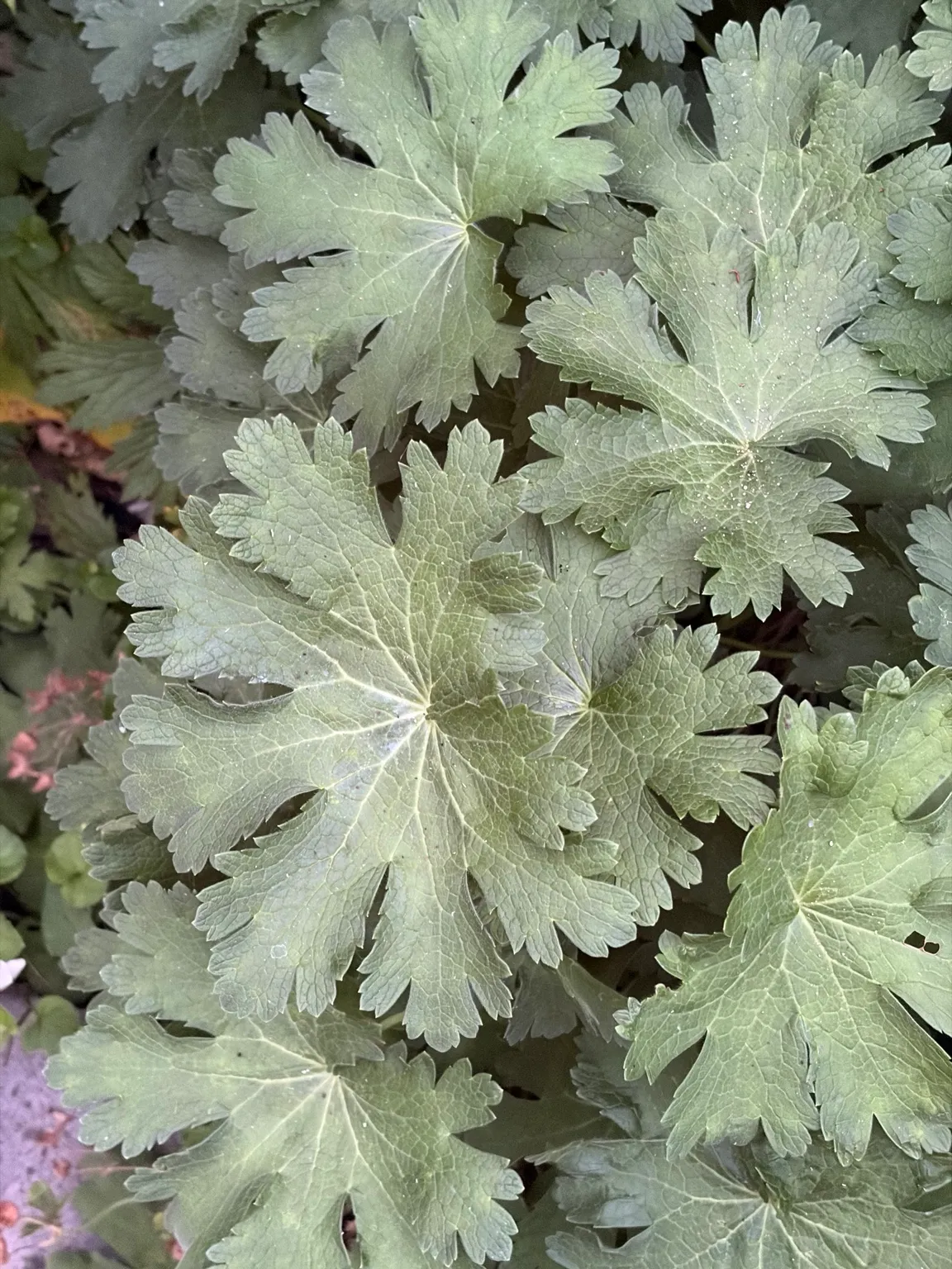 Hardy geranium growing in the garden