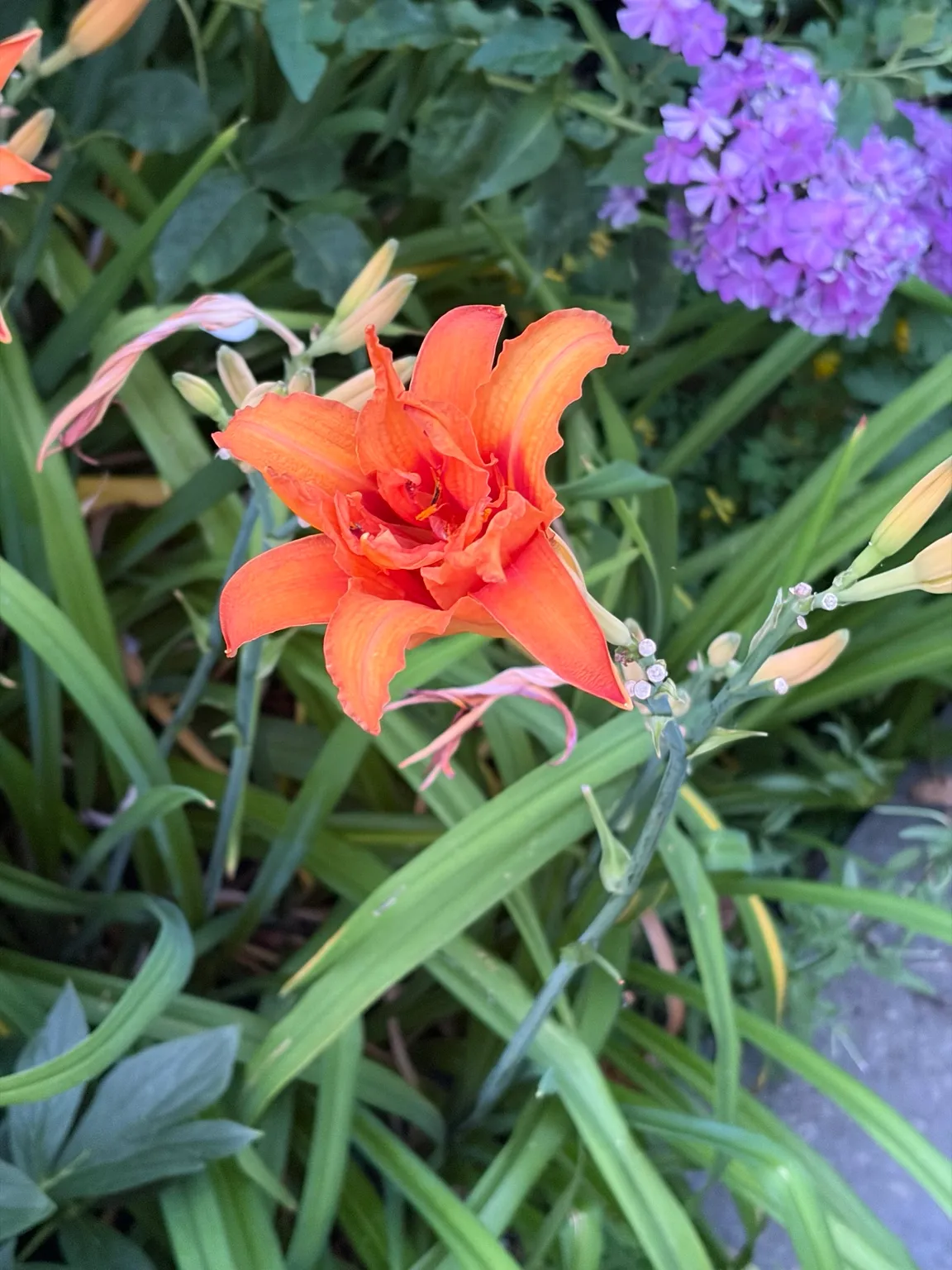 Double daylily growing in the garden
