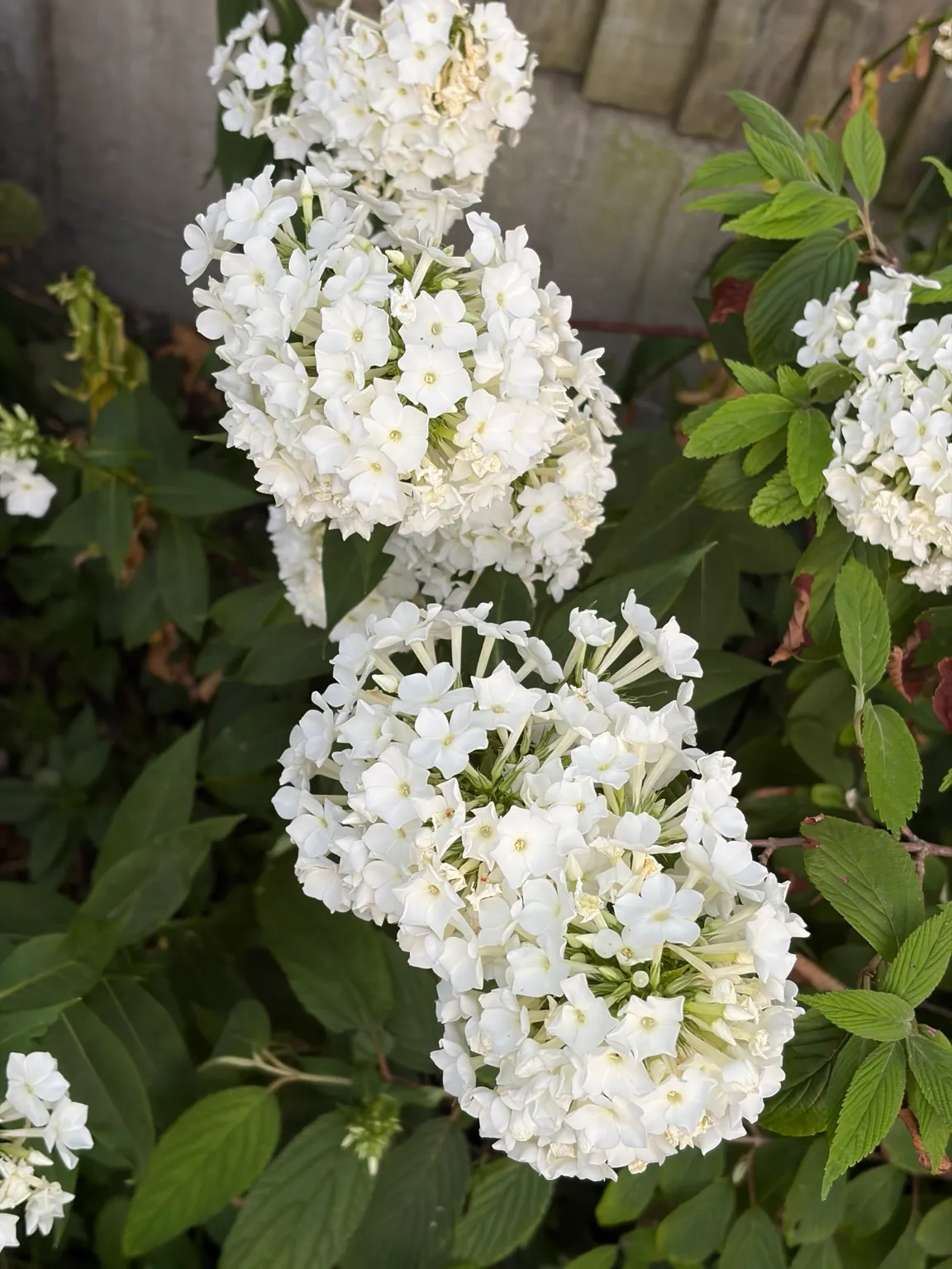 Border phlox growing in the garden