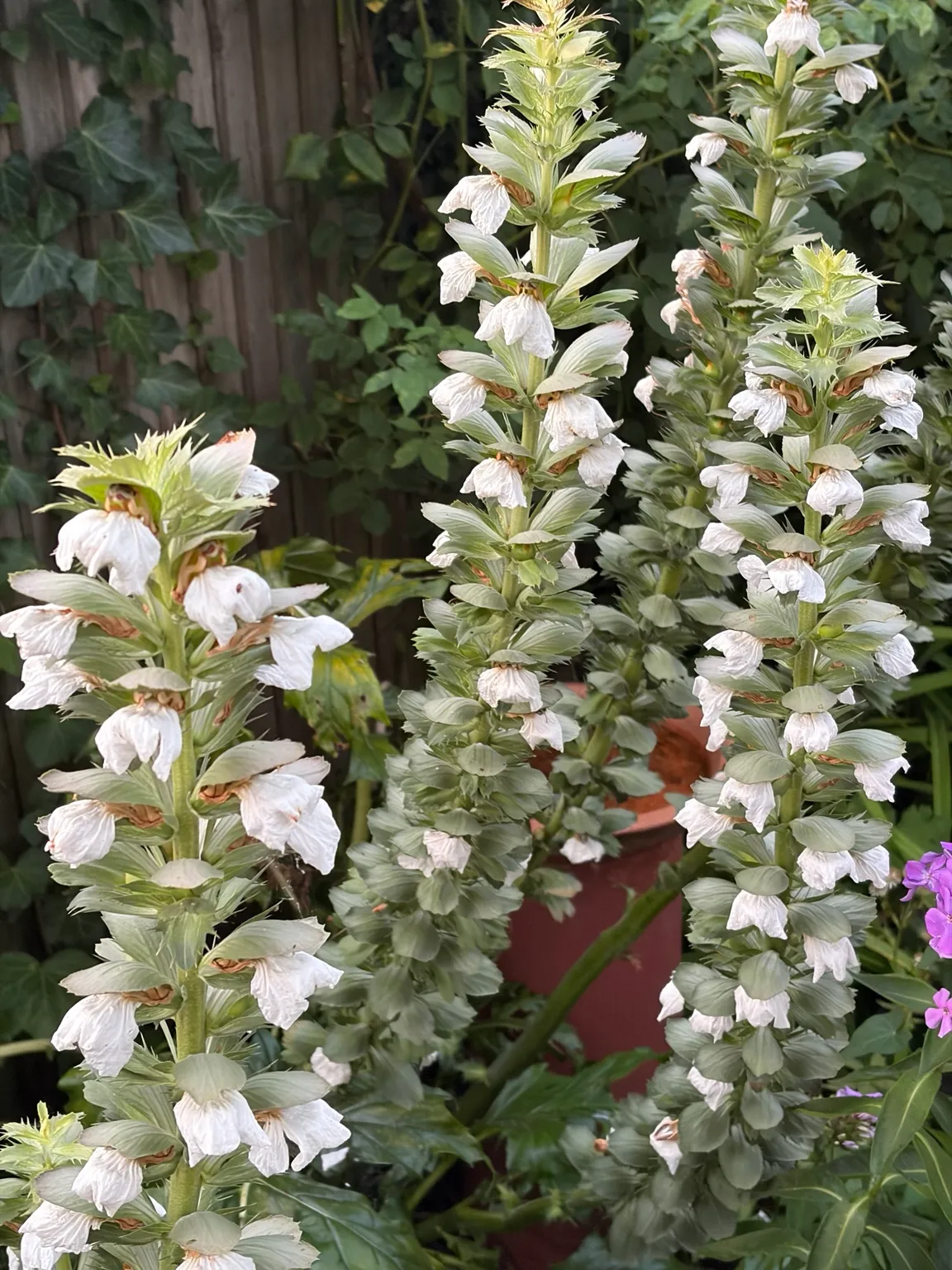 Bear's breeches growing in the garden