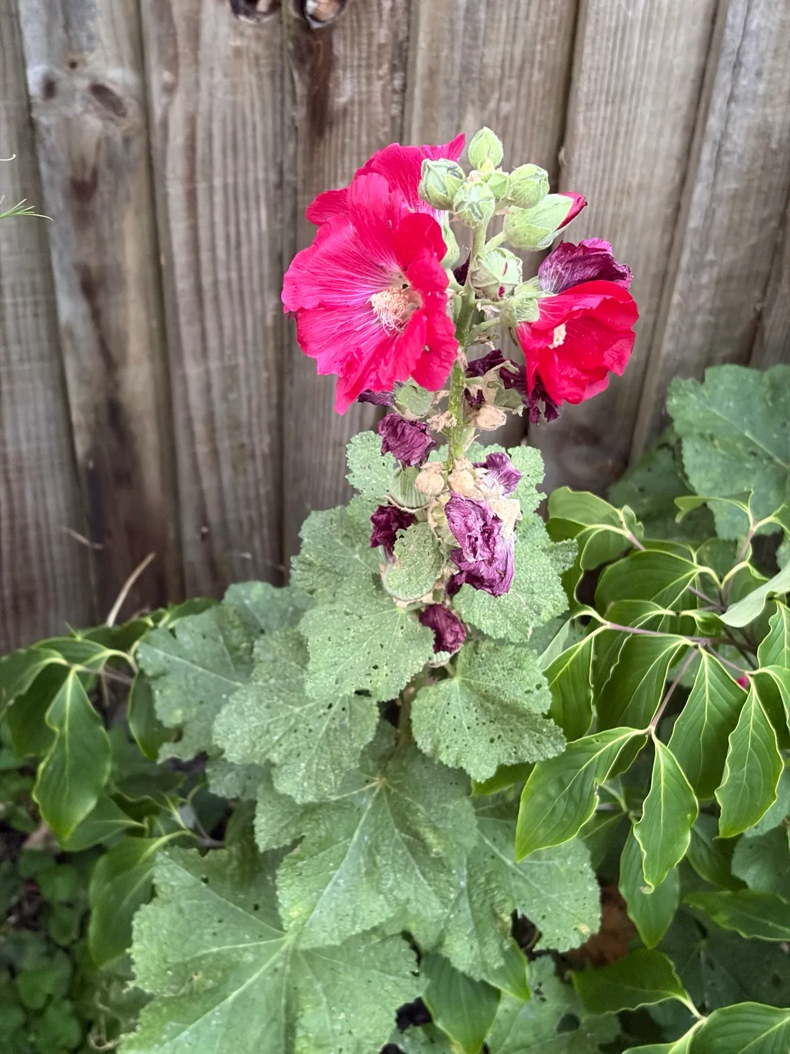 Hollyhock growing in the garden