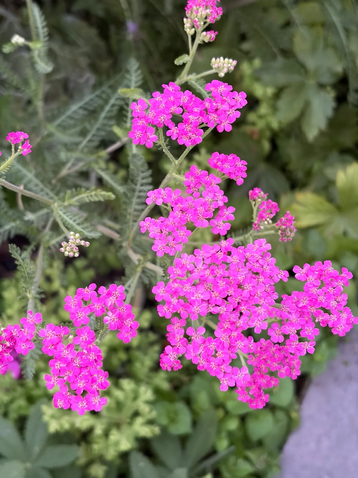 Yarrow growing in the garden