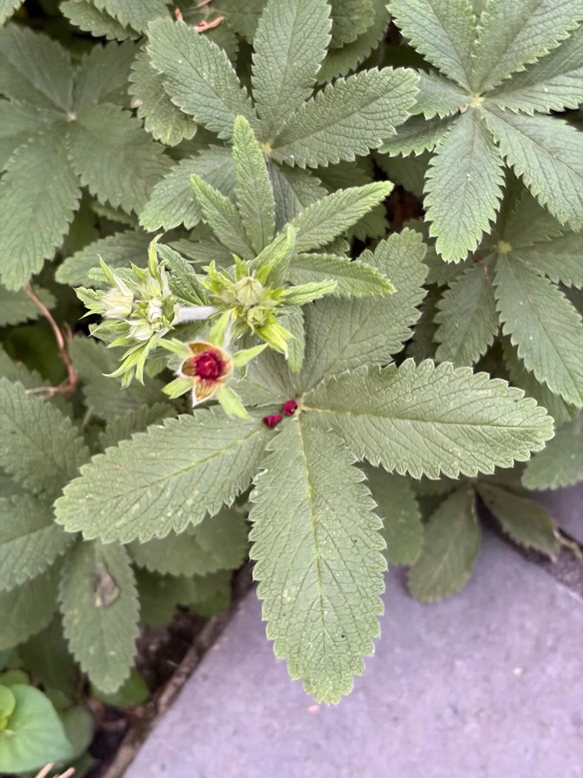Shrub rose growing in the garden