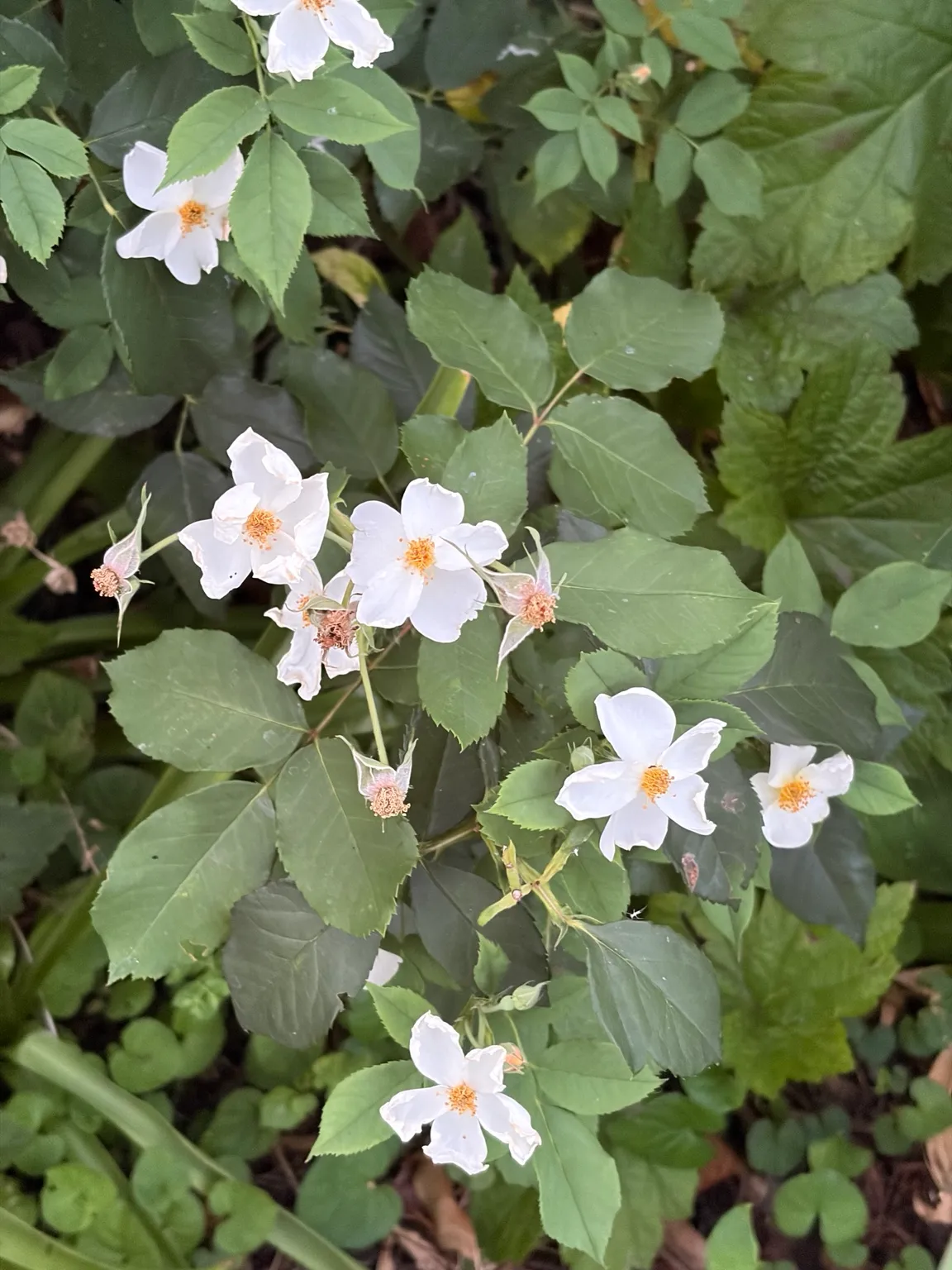 Wild rose growing in the garden