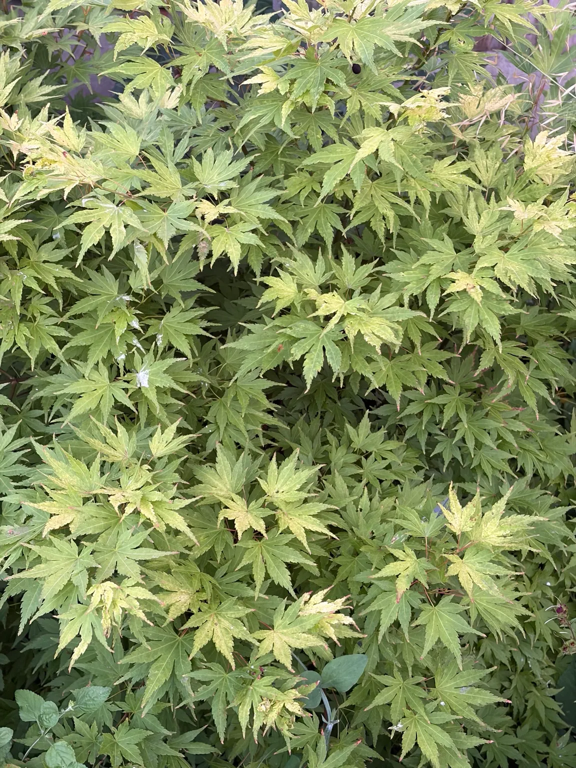 Japanese maple growing in the garden