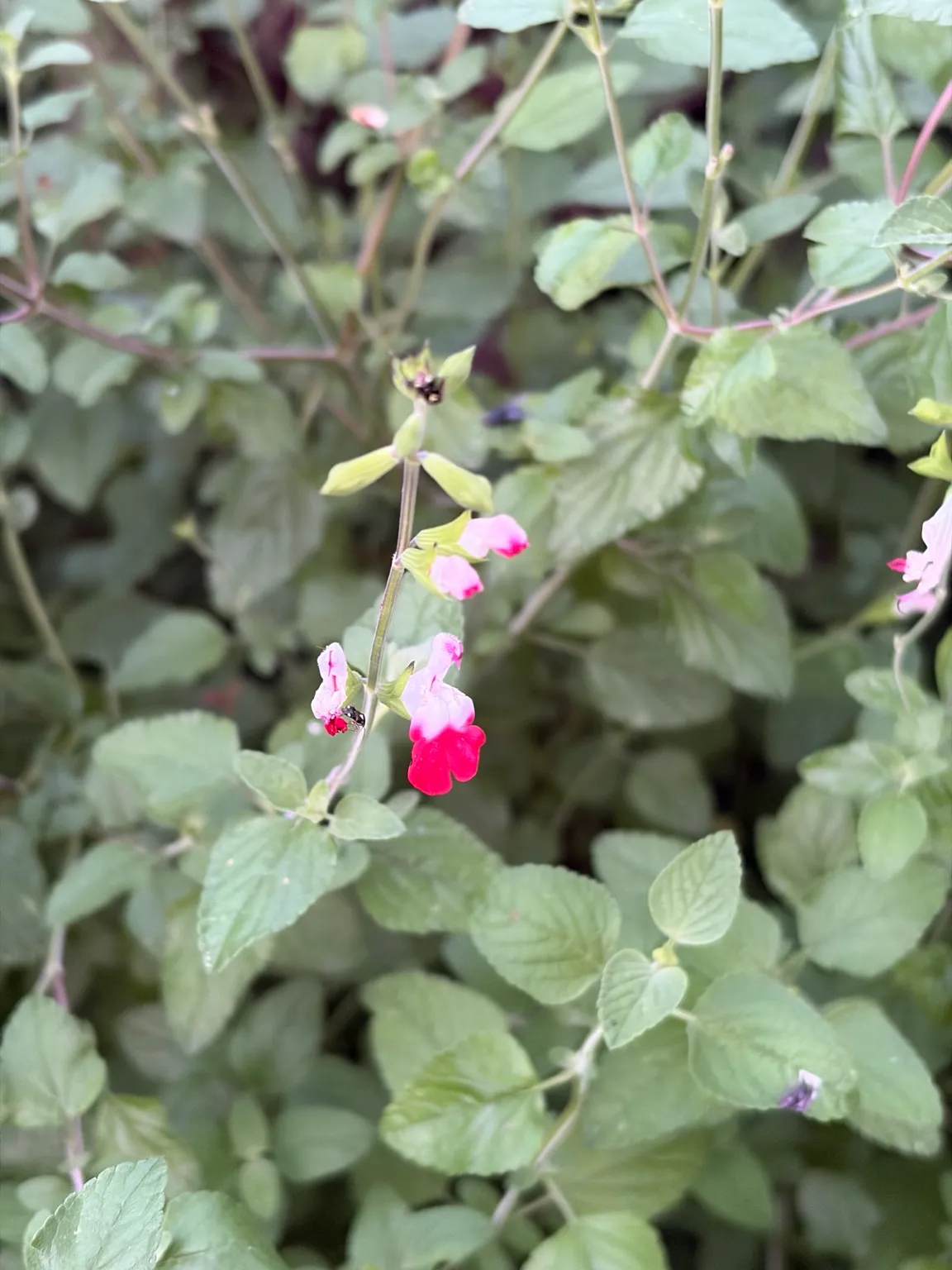 Shrubby salvia growing in the garden