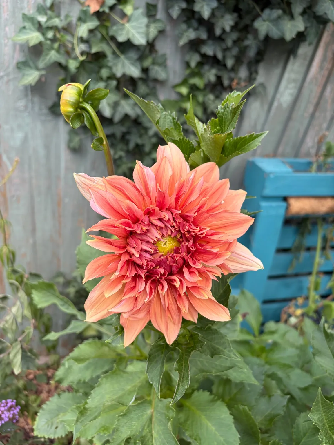 Dahlia growing in the garden