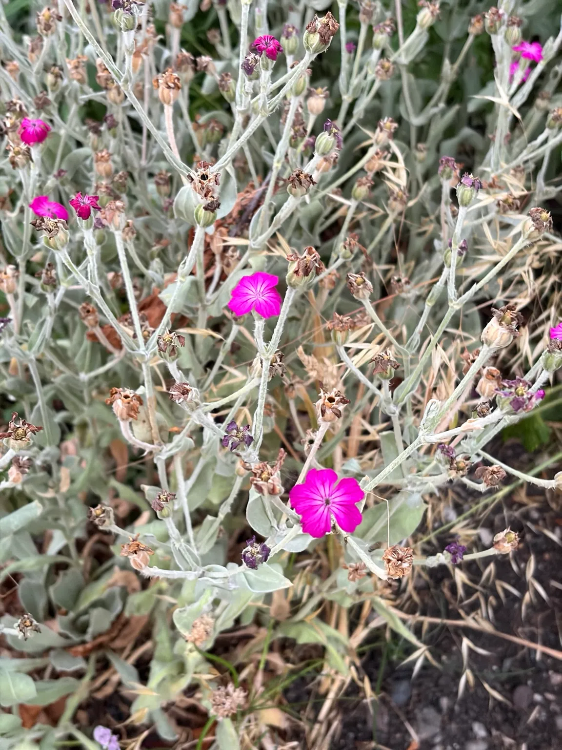 Rose campion growing in the garden