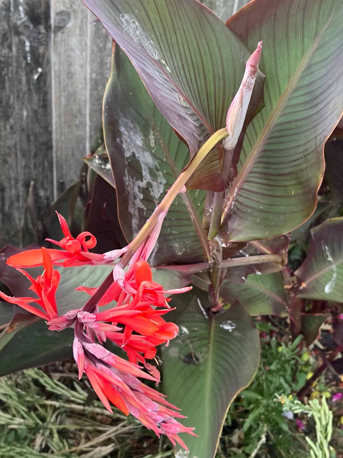 Canna lily growing in the garden