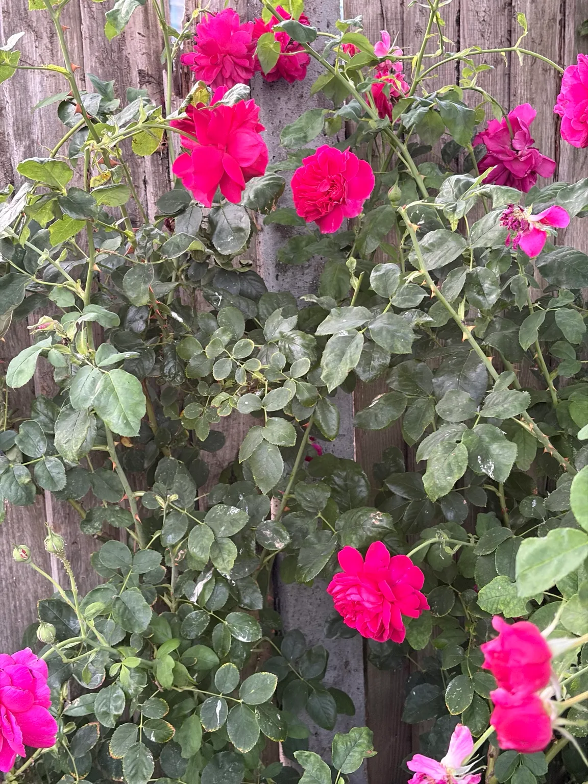 Climbing rose growing in the garden