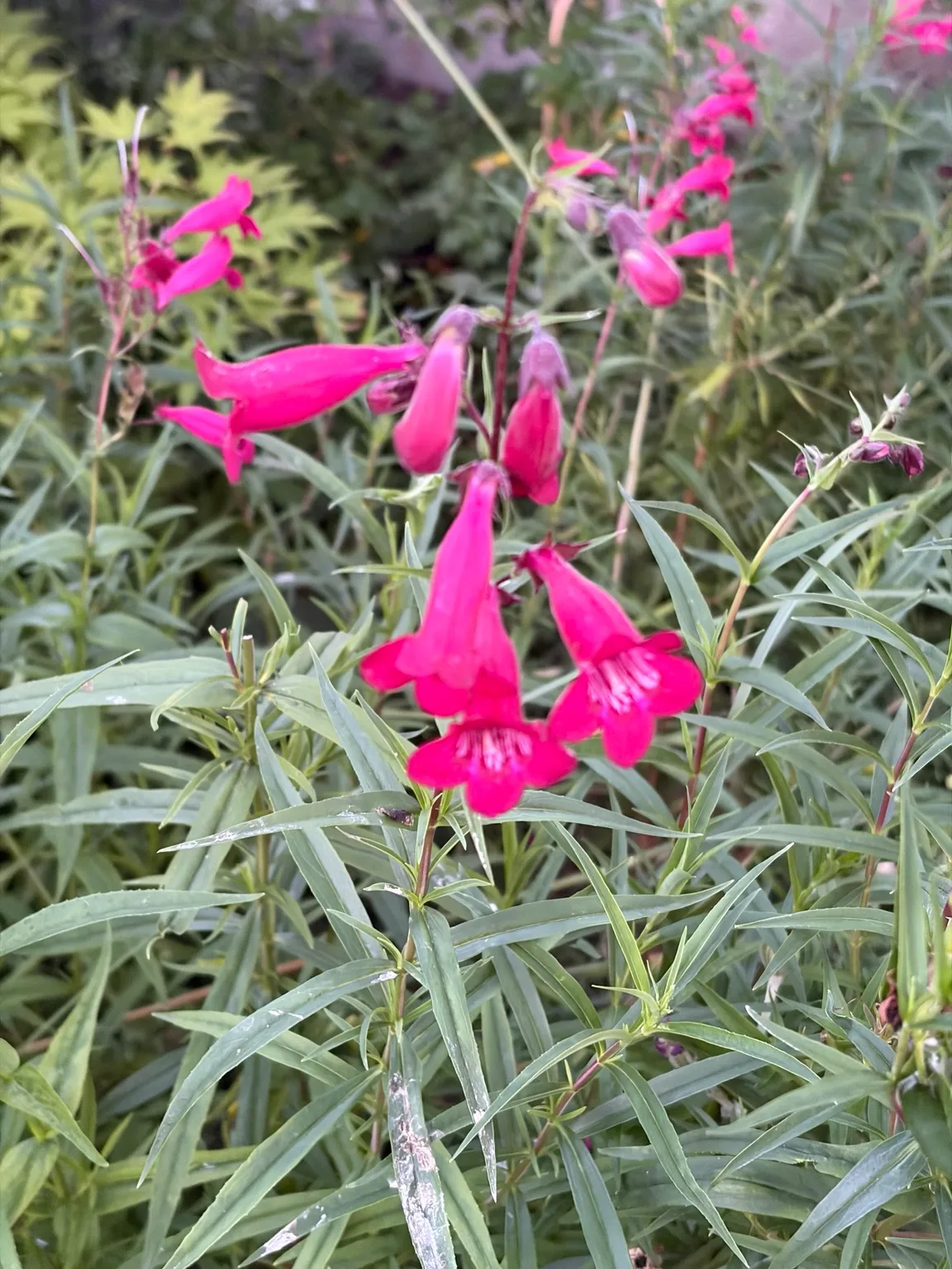 Penstemon growing in the garden