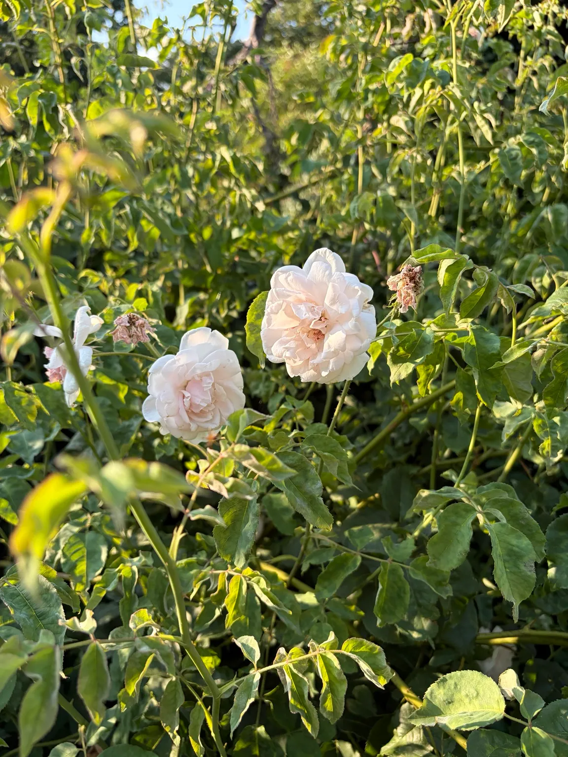 Pale pink shrub rose growing in the garden