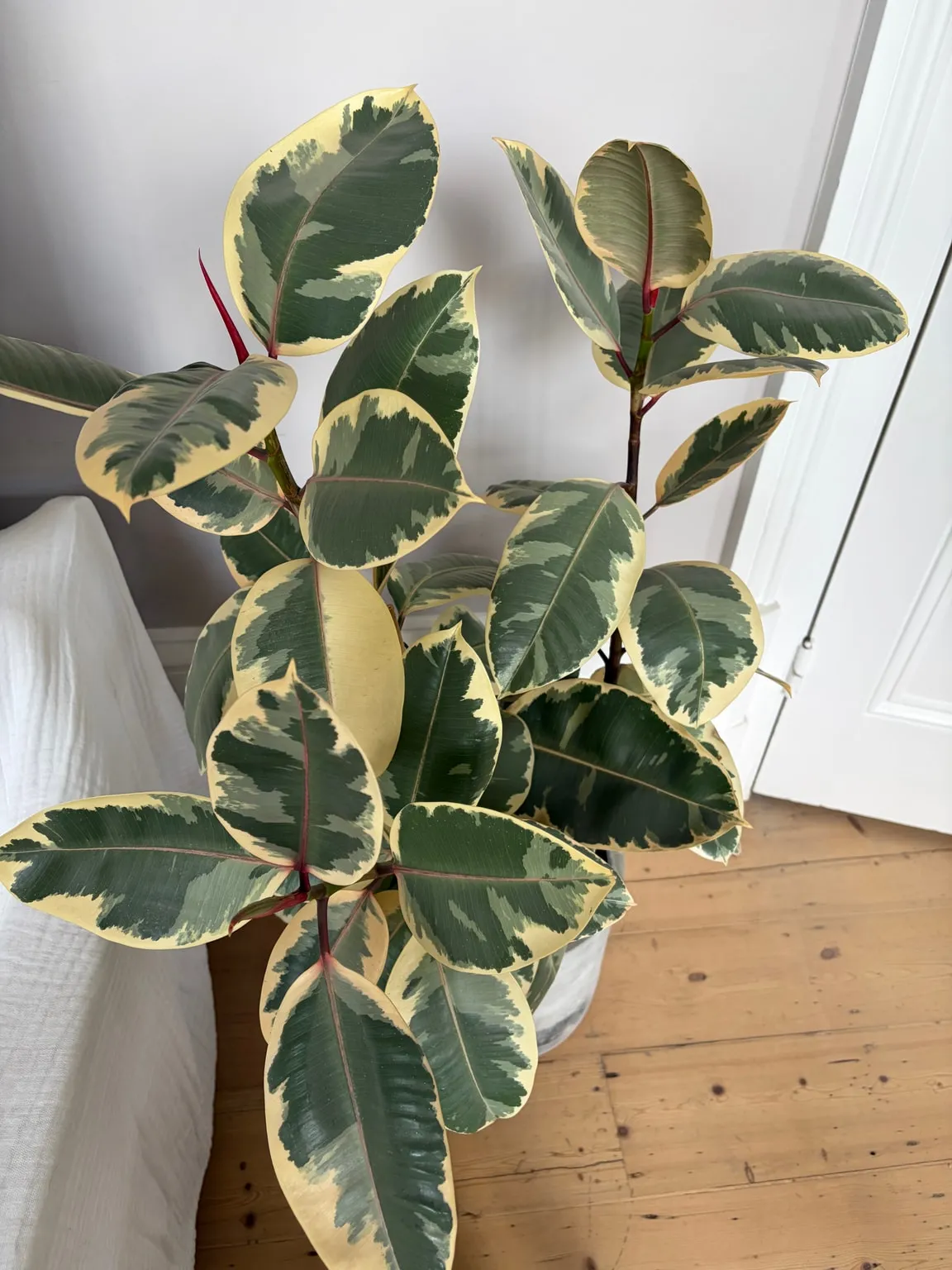 Rubber plant growing indoors