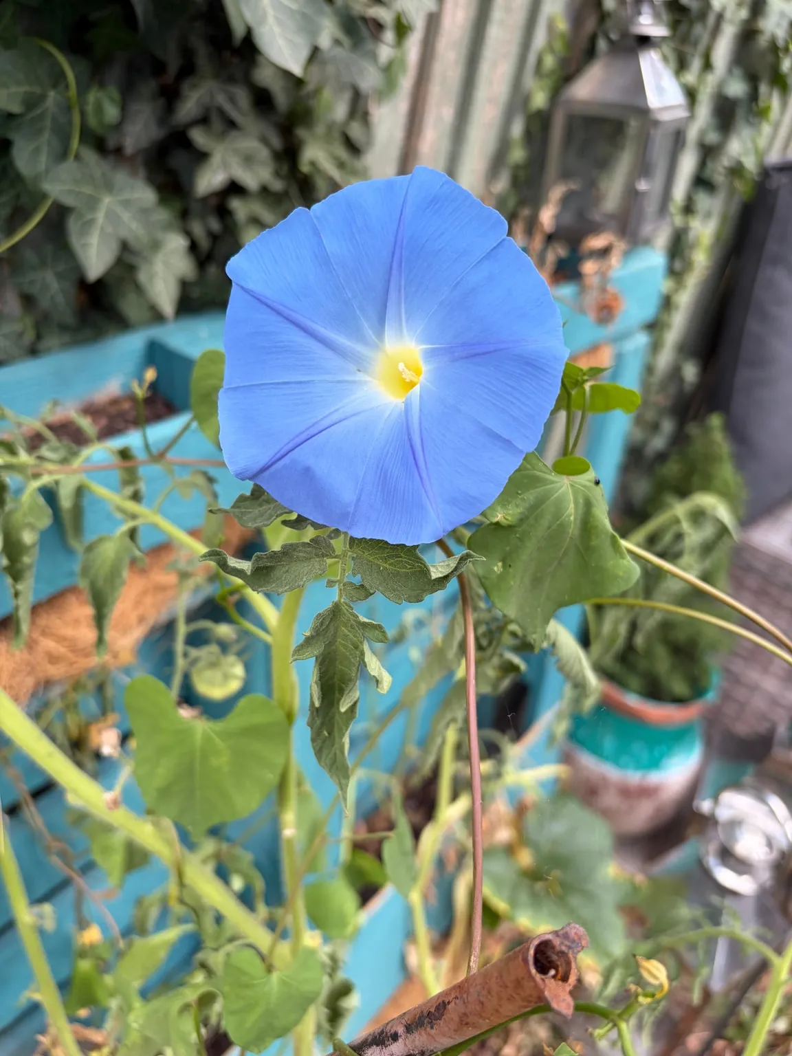 Morning glory growing in the garden