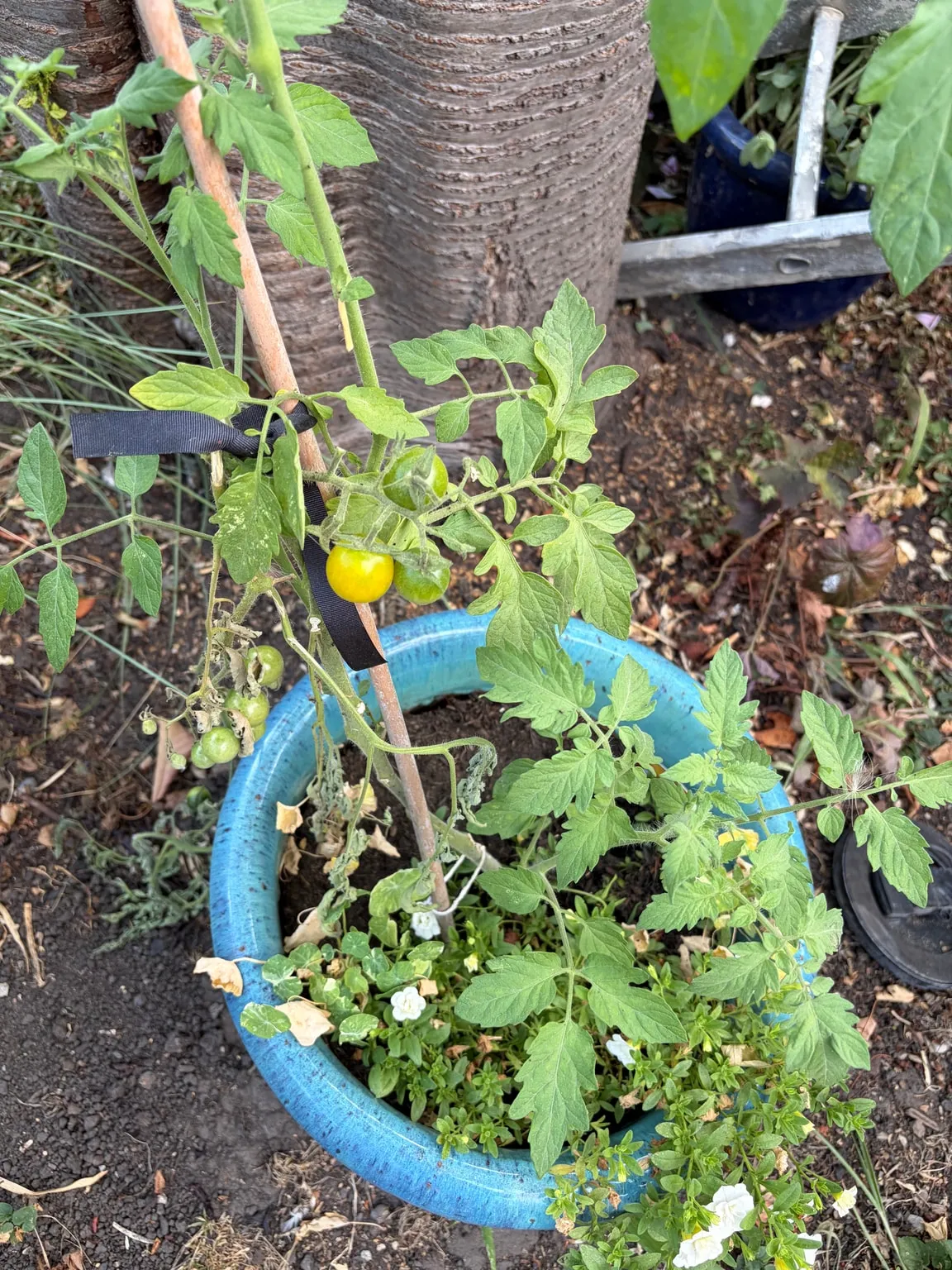 Cherry tomato growing in the garden