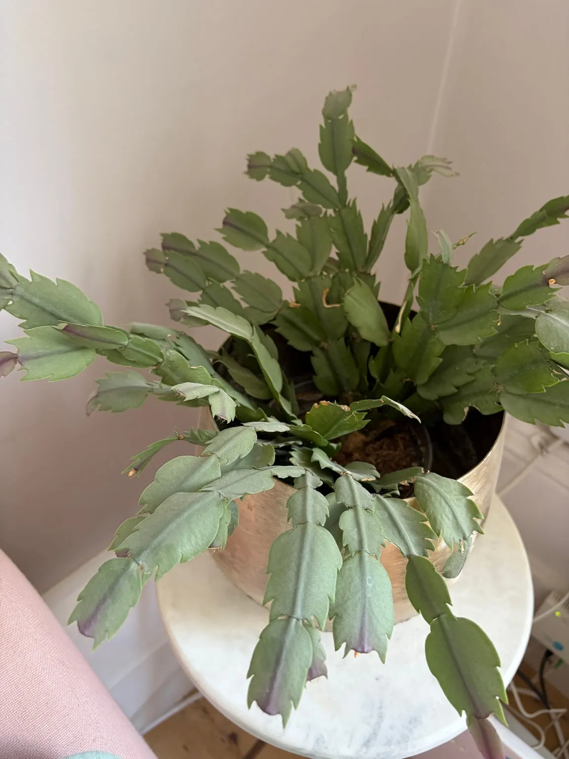 Christmas cactus growing in the garden