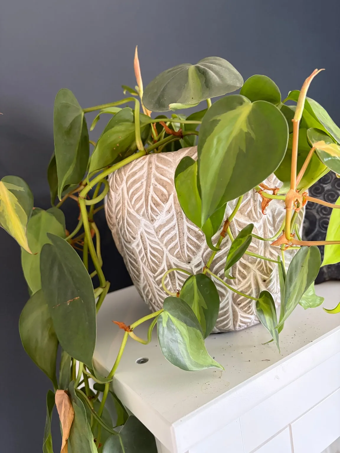 Heartleaf philodendron growing indoors