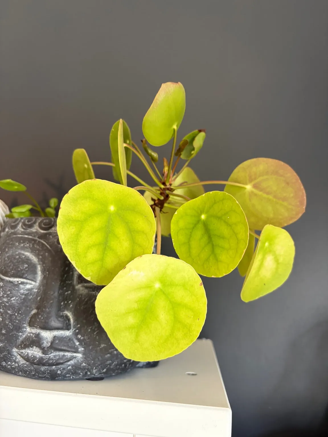 Chinese money plant growing indoors