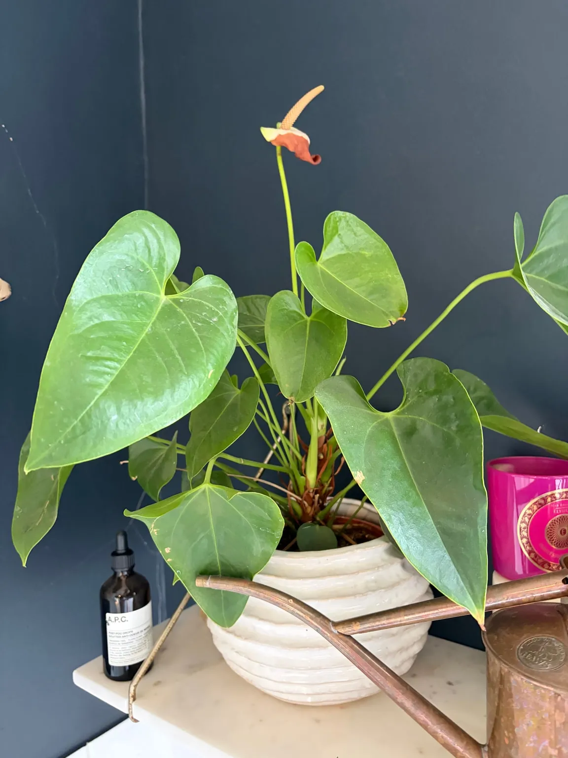 Anthurium growing in the garden