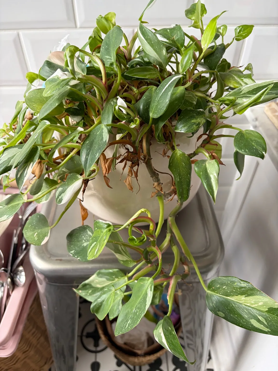 White princess philodendron growing indoors