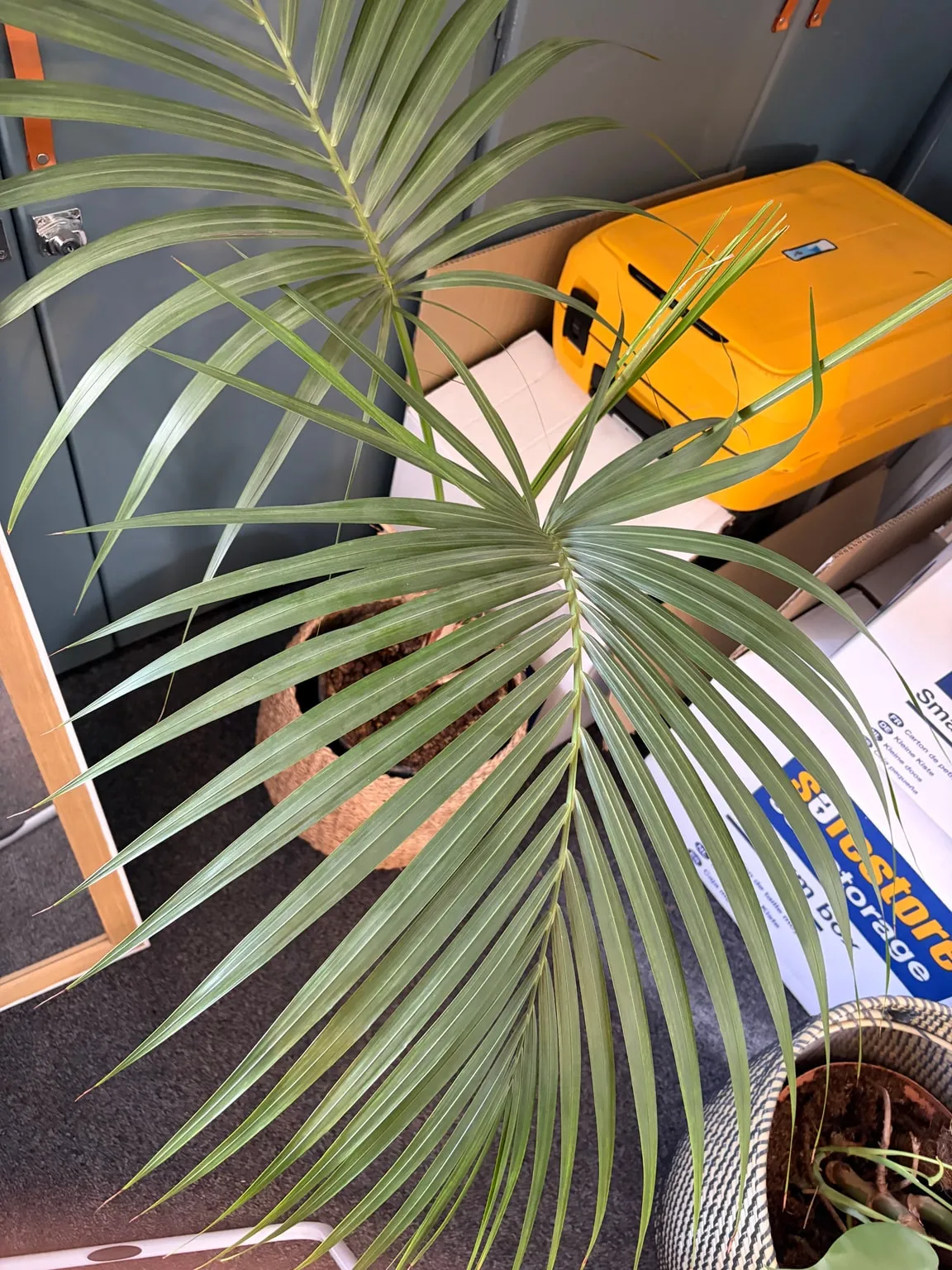 Palm growing indoors